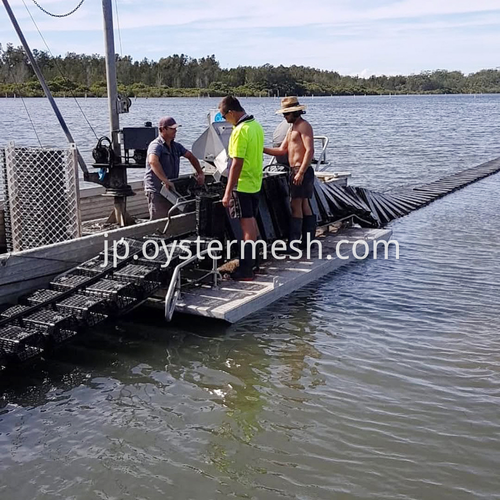 Oyster Cradle Rolling Culture Usage (3)